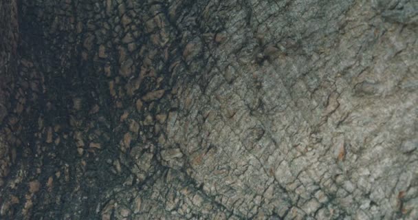 Abstract Close Shot Large Tree Bark Textures Cracks — Video