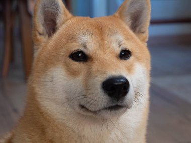 Shiba Inu köpek yavrusu küçük bir tilkiye benziyor. 