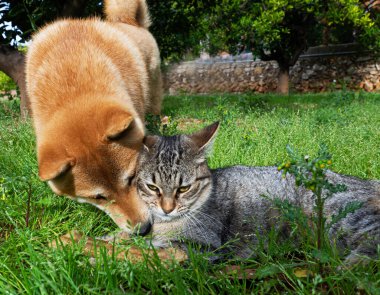 Shiba Inu köpeği ve arkadaşı çizgili kedi yavrusu. 
