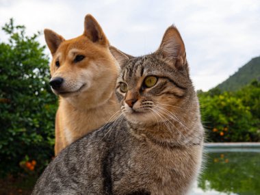 Shiba Inu köpeği ve arkadaşı çizgili kedi yavrusu. 