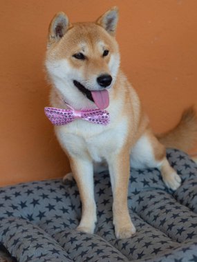 Shiba Inu köpek yavrusu küçük bir tilkiye benziyor. 