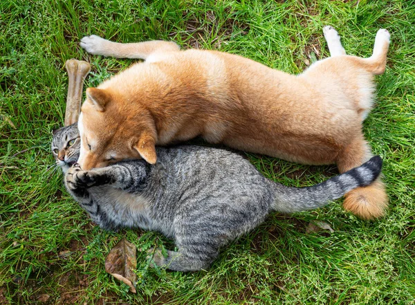 Shiba Inu Puppy Zijn Vriend Gestreepte Kitten — Stockfoto