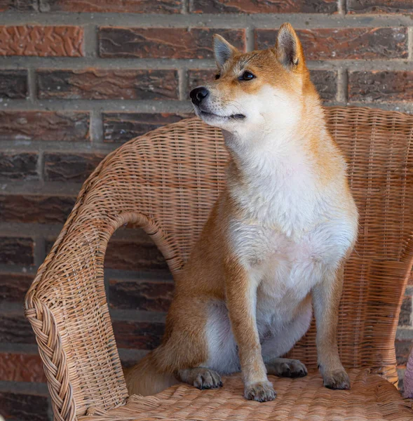 Shiba Inu Cachorro Parece Pequeño Zorro —  Fotos de Stock