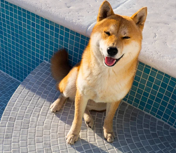 Цуценя Shiba Inu Виглядає Маленька Лисиця — стокове фото