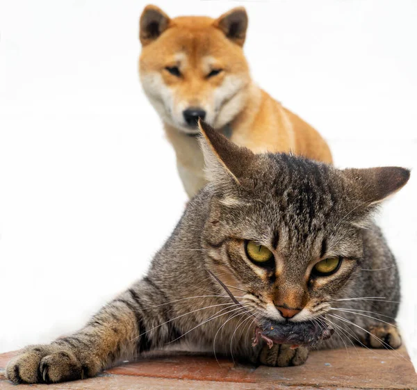 Shiba Inu Cachorro Seu Amigo Gatinho Listrado — Fotografia de Stock