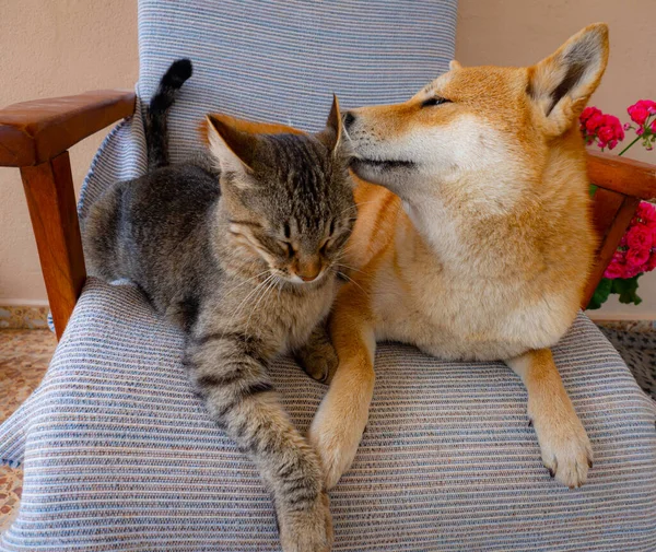 Shiba Inu Valp Och Hans Vän Randig Kattunge — Stockfoto