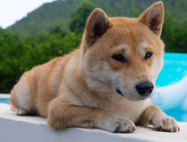 Shiba Inu Anak Anjing Terlihat Seperti Rubah Kecil — Stok Foto