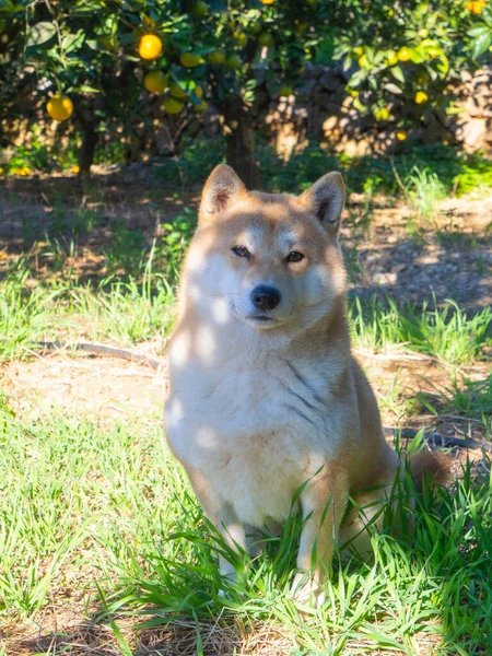 Shiba Inu Köpek Yavrusu Küçük Bir Tilkiye Benziyor — Stok fotoğraf
