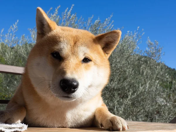 Цуценя Shiba Inu Виглядає Маленька Лисиця — стокове фото