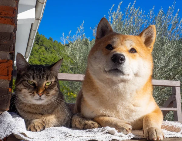 Shiba Inu Cachorro Amigo Rayas Gatito —  Fotos de Stock