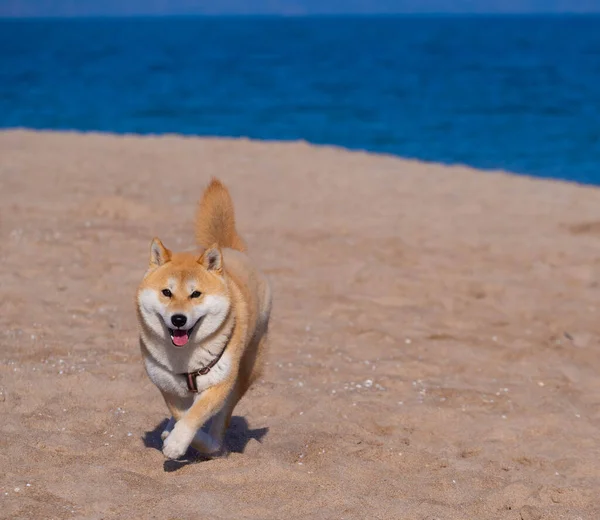 Shiba Inu Puppy Looks Little Fox — Stock Photo, Image