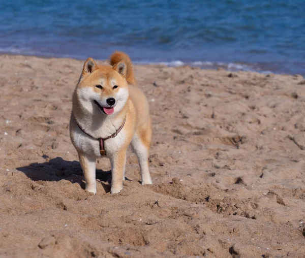 Shiba Inu Puppy Ziet Eruit Als Een Kleine Vos — Stockfoto