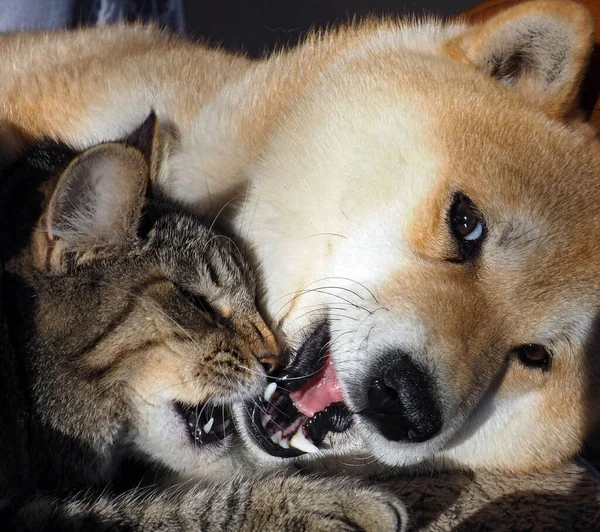 시바이누 강아지와 줄무늬 고양이 — 스톡 사진