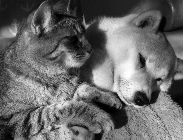 Shiba Inu Welpe Und Sein Freund Gestreiftes Kätzchen — Stockfoto