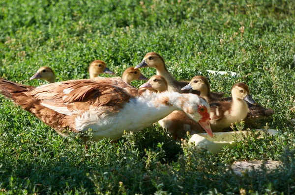 Duck with ducklings on the farm — Stock Photo, Image