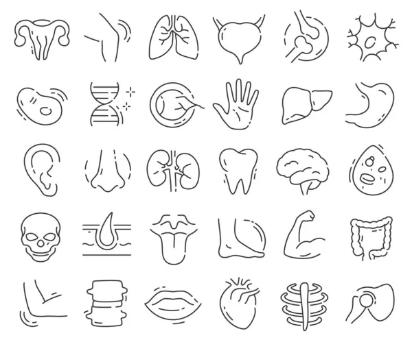 Kolekce Ikon Anatomických Linií Sada Ikon Tenkého Obrysu Vektorové Ilustrace10 — Stock fotografie