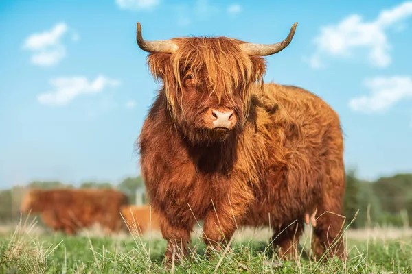 Portrait Highland Cattle Cow Meadow — Stock Photo, Image