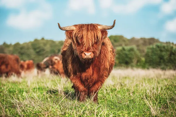 Portrait Highland Cattle Cow Meadow — Stock Photo, Image