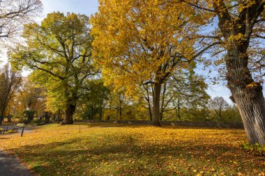 Güzel bir sonbahar parkı. Almanya 'da sonbahar. Sonbahar ağaçları ve yaprakları.