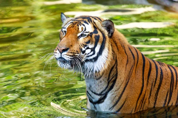 Retrato Tigre Colorido Parque — Fotografia de Stock