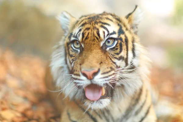 Portret Kolorowe Tygrys Parku — Zdjęcie stockowe