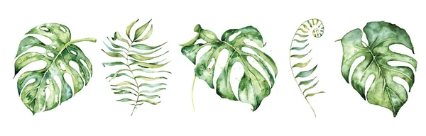 만년설 잎으로 장식되어 있다. 열 대 식물의 손 그림 — 스톡 벡터