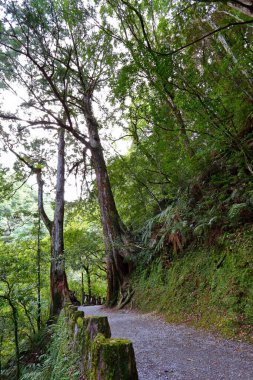 Lalashan Doğal Ormanı, Taoyuan Şehri, Fuxing Bölgesi, Tayvan 'daki selvi ağaçlarından oluşan bir orman yolu.