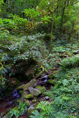 Lalashan Doğal Ormanı, Taoyuan Şehri, Fuxing Bölgesi, Tayvan 'daki selvi ağaçlarından oluşan bir orman yolu.
