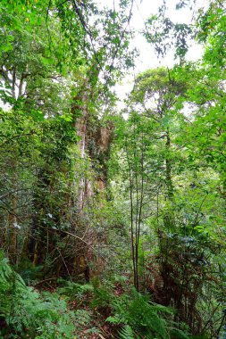 Lalashan Doğal Ormanı, Taoyuan Şehri, Fuxing Bölgesi, Tayvan 'daki selvi ağaçlarından oluşan bir orman yolu.