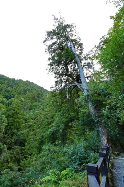 Lalashan Naturwald Wege Einem Zypressenwald Der Stadt Taoyuan Bezirk Fuxing — Stockfoto