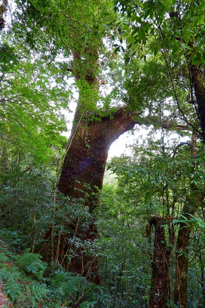 Forêt Naturelle Lalashan Sentiers Dans Une Forêt Cyprès Dans Ville — Photo
