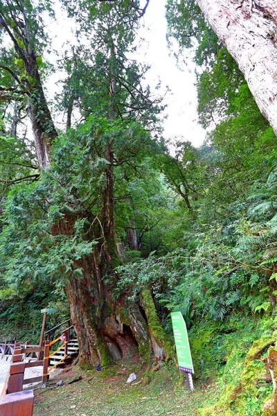 Lalashan Természetes Erdő Utak Egy Erdőben Ciprusfák Taoyuan City Fuxing — Stock Fotó