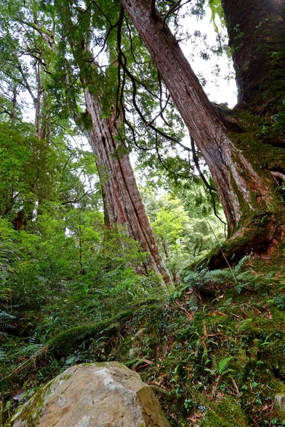 Lalashan Floresta Natural Caminhos Uma Floresta Ciprestes Cidade Taoyuan Distrito — Fotografia de Stock