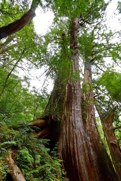 Lalashan Floresta Natural Caminhos Uma Floresta Ciprestes Cidade Taoyuan Distrito — Fotografia de Stock