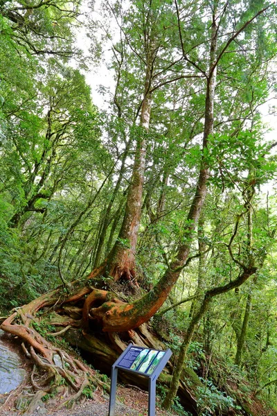 Lalashan Floresta Natural Caminhos Uma Floresta Ciprestes Cidade Taoyuan Distrito — Fotografia de Stock