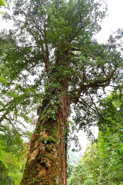 Forêt Naturelle Lalashan Sentiers Dans Une Forêt Cyprès Dans Ville — Photo