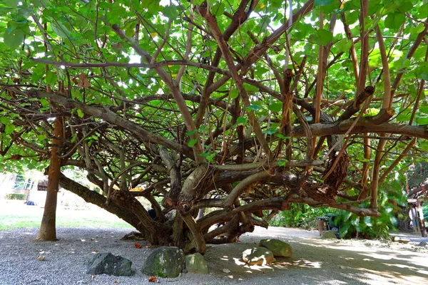 Hibiskus Tiliaceus Baum Beitou Park Taipeh Taiwan — Stockfoto
