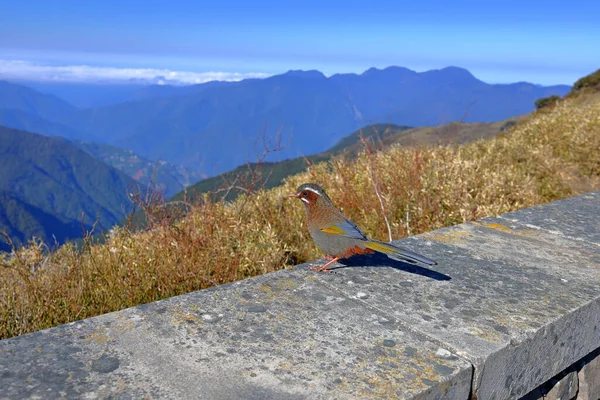 Weißschnurrdrosselvogel Hehuanshan National Forest Recreation Area Nantou Taiwan — Stockfoto