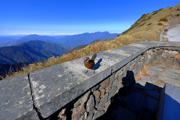 Weißschnurrdrosselvogel Hehuanshan National Forest Recreation Area Nantou Taiwan — Stockfoto