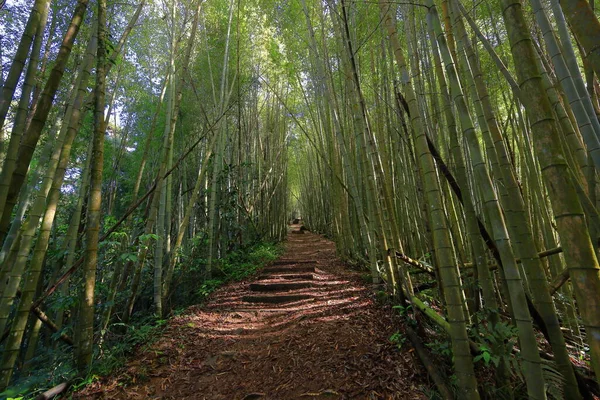 Alishan Ulusal Orman Dinlenme Alanında çay patikası, Alishan Kasabası, Chiayi, TAIWAN