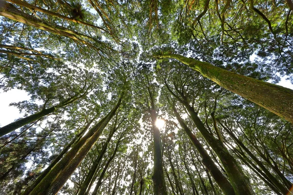 Área Nacional Recreación Forestal Alishan Situada Municipio Alishan Chiayi Taiwan —  Fotos de Stock