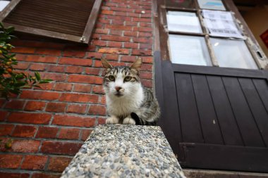 Houtong kedi köyü, Pingxi tren hattı boyunca, Ruifang bölgesi, New Taipei şehri, Tayvan.
