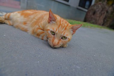 Houtong kedi köyü, Pingxi tren hattı boyunca, Ruifang bölgesi, New Taipei şehri, Tayvan.