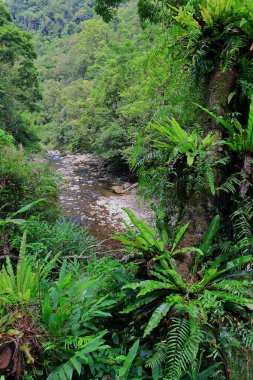 Jingualiao Balık ve Fern Patikası Pinglin Dist, New Taipei City, Tayvan