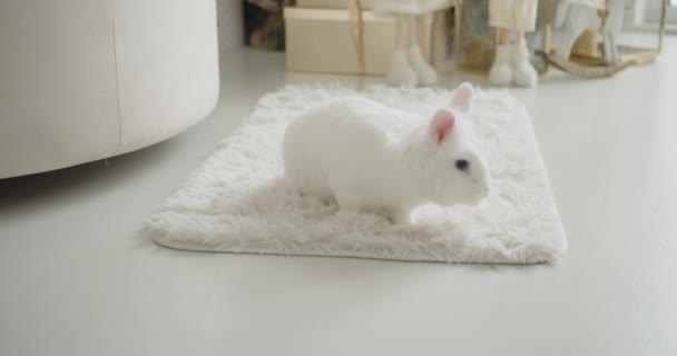 白いウサギはクリスマスツリーの近くの白いカーペットの上に家に座っています。ペット,クリスマス,新年と幸福の概念. — ストック動画