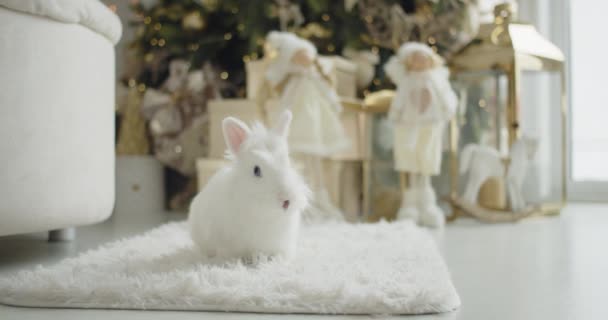 Белый кролик сидит дома на белом ковре возле елки. Питомцы, Рождество, Новый год и концепция счастья. — стоковое видео