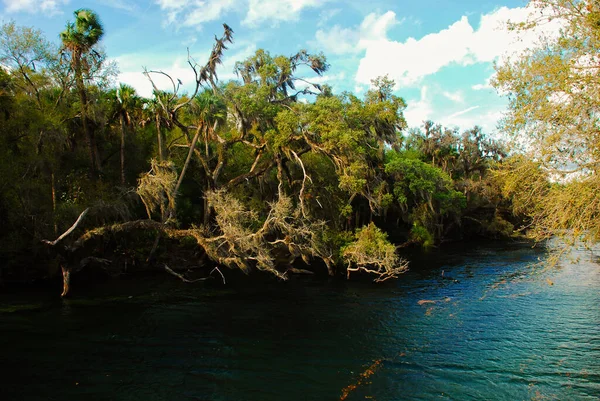 Modrá pramenitá řeka ve floridských parcích s výhledem na pramen — Stock fotografie