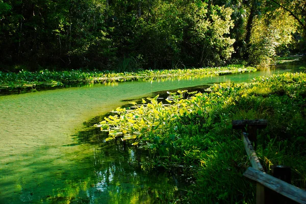 Folyó folyik tavasszal a tiszta víz Kelly park Florida közelében Orlando — Stock Fotó