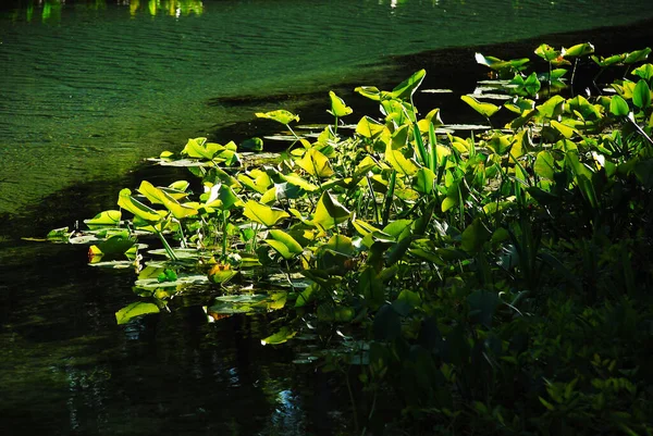 Részlet a növények Floridában mocsarak és folyóparkok — Stock Fotó