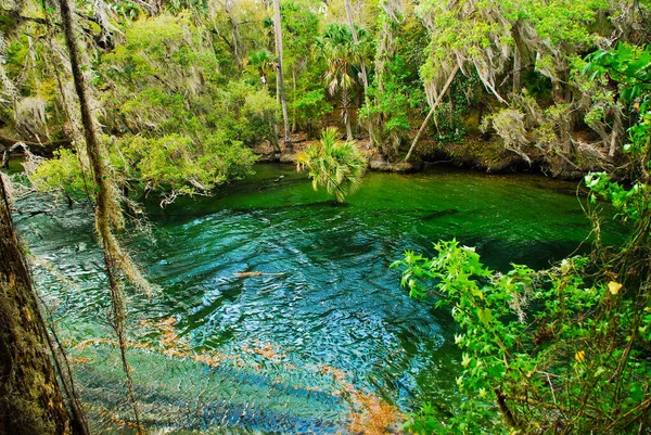 Famous blue spring hole for freediving and snorkeling in Florida parks 로열티 프리 스톡 사진